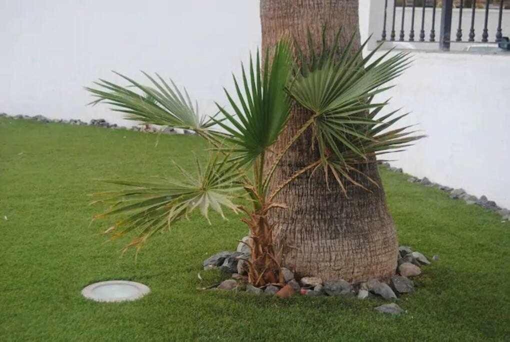 Vivienda Vacacional Hábitat Tropical Maspalomas  Exterior foto